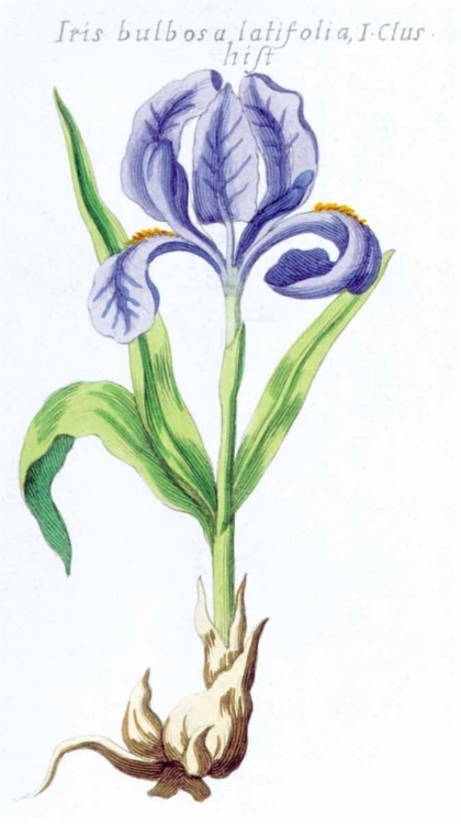 Picture of IRIS BULBOSA LATIFOLIA