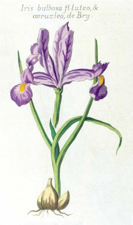 Picture of IRIS BULBOSA LUTEO