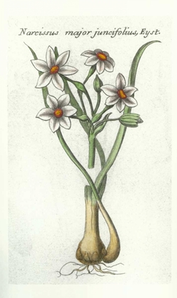 Picture of NARCISSUS JUNCIFOLIUS