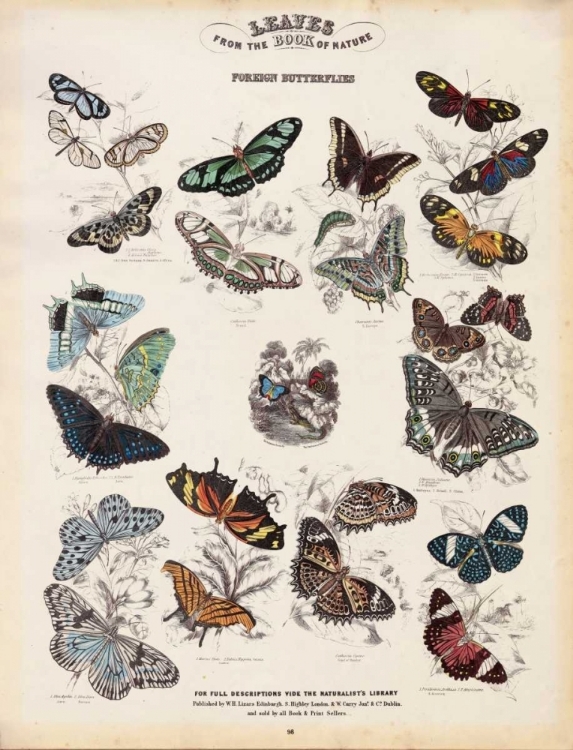 Picture of FOREIGN BUTTERFLIES