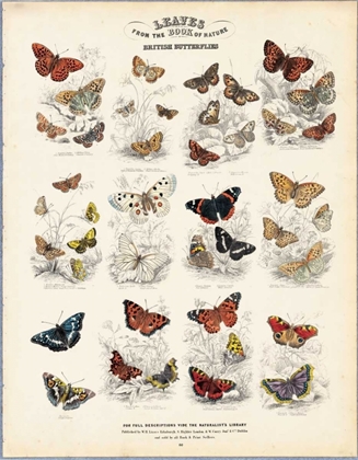 Picture of BRITISH BUTTERFLIES