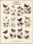 Picture of BRITISH BUTTERFLIES