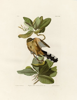 Picture of MANGROVE CUCKOO