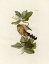 Picture of MANGROVE CUCKOO