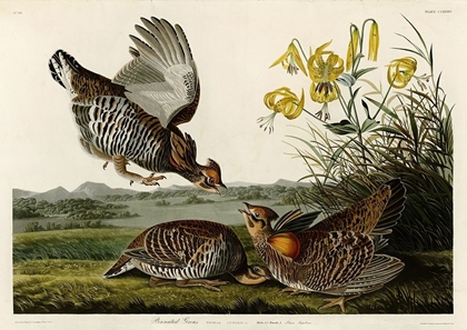 Picture of PINNATED GROUSE