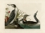Picture of RED THROATED DIVER