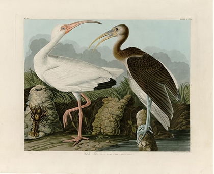 Picture of IBIS