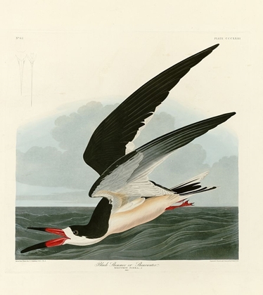 Picture of BLACK SKIMMER