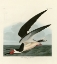 Picture of BLACK SKIMMER