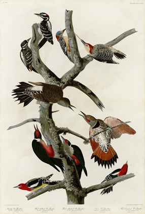 Picture of WOODPECKERS
