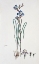 Picture of ORCHID