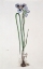 Picture of IRIS