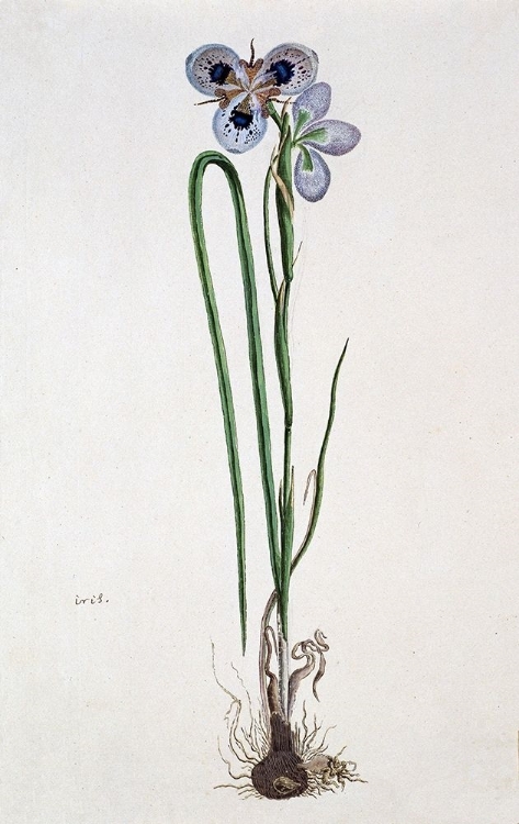 Picture of IRIS