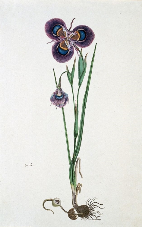 Picture of IRIS