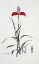 Picture of ORCHID