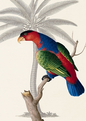 Picture of PALM/LORY PARROT