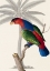 Picture of PALM/LORY PARROT