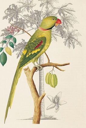 Picture of PALM/PARAKEET