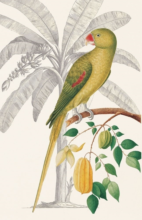 Picture of PALM/PARAKEET