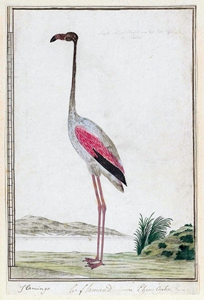 Picture of FLAMINGO