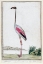 Picture of FLAMINGO