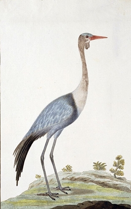 Picture of CRANE