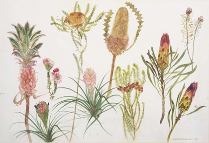 Picture of BANKSIA, TILLANDSIA, PROTEUS AND PINEAPPLE
