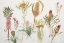 Picture of BANKSIA, TILLANDSIA, PROTEUS AND PINEAPPLE
