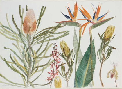 Picture of STRELIZIA, BANKSIA AND ORCHIDS