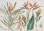 Picture of STRELIZIA, BANKSIA AND ORCHIDS