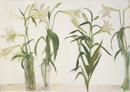 Picture of GREEN AND WHITE LILIES