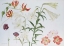 Picture of LILIES AND BEGONIAS