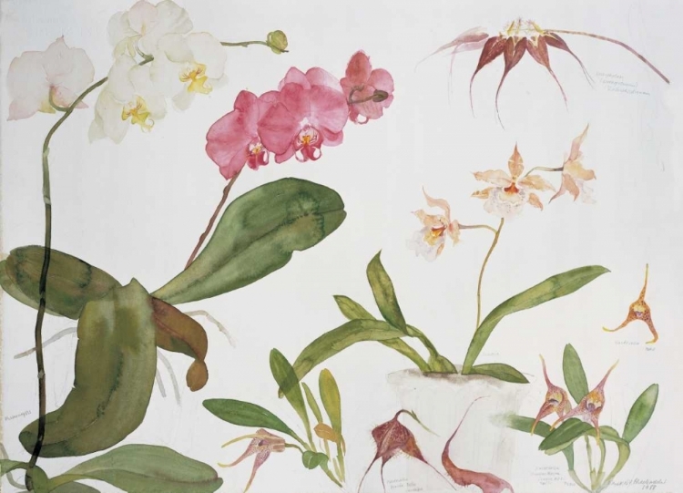 Picture of ORCHID STUDIES