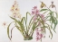 Picture of ORCHIDS, PAPHIOPEDILUM AND CYMBIDIUM