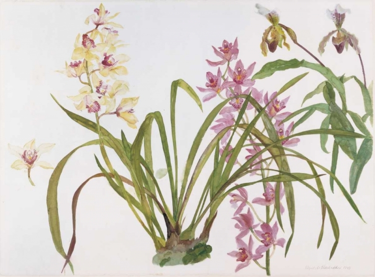 Picture of ORCHIDS, PAPHIOPEDILUM AND CYMBIDIUM