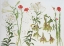 Picture of LILIES, AURATUM, NEPALENSE, AND CHALCEDONICUM