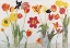 Picture of RED AND YELLOW TULIPS