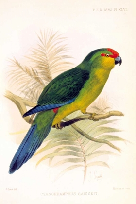 Picture of PARROT, SAISSETI