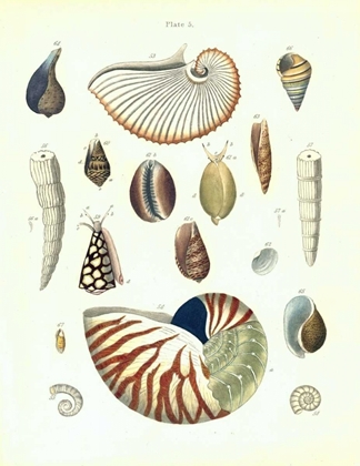 Picture of SHELLS, PLATE 5