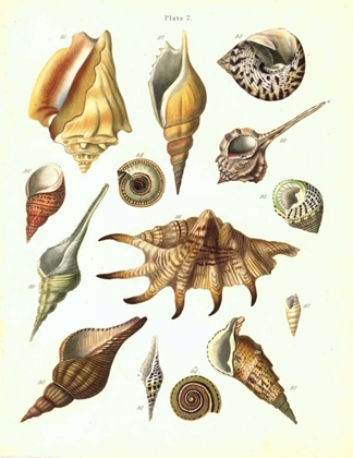 Picture of SHELLS, PLATE 7