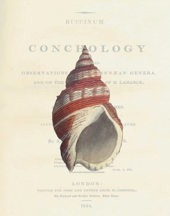 Picture of SHELL, BUCCINUM UNDATUM