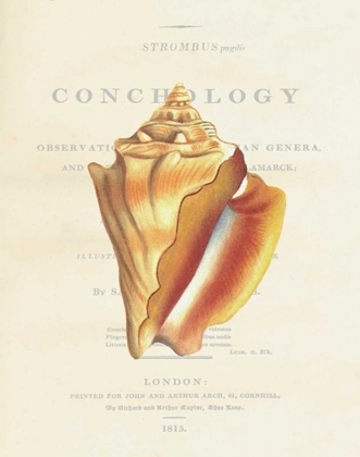 Picture of SHELL, STROMBUS PUGILIS