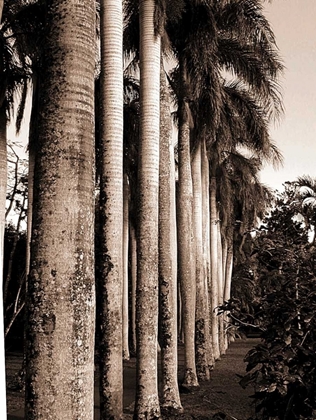 Picture of KING PALMS, MAURITIUS