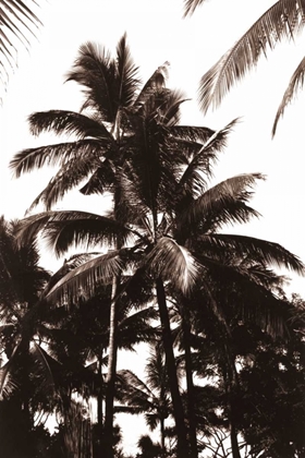 Picture of COCONUT PALM, BALI