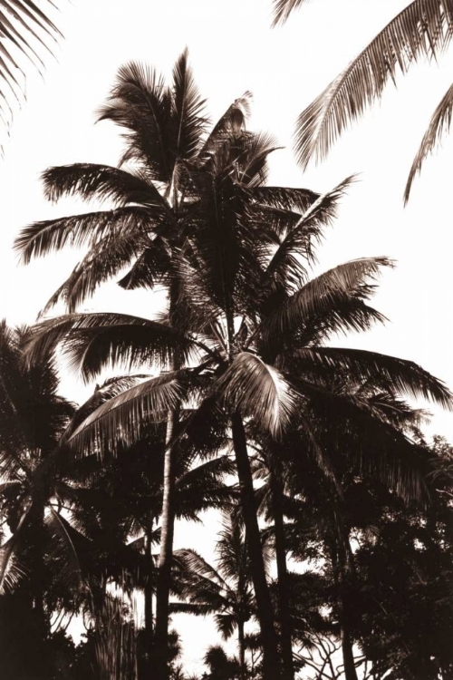 Picture of COCONUT PALM, BALI