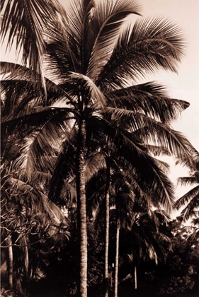 Picture of COCONUT PALM, BALI