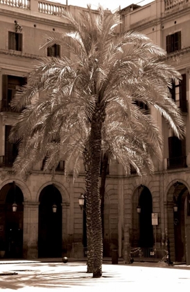 Picture of CANARY PALM, BARCELONA