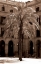 Picture of CANARY PALM, BARCELONA