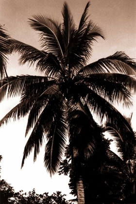 Picture of COCONUT PALM, BALI