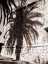 Picture of PALM SHADOW, ANTIBES